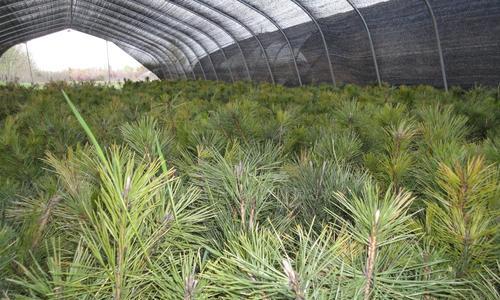 油松，植物界的“长寿之王”（了解油松的生长特点与用途）
