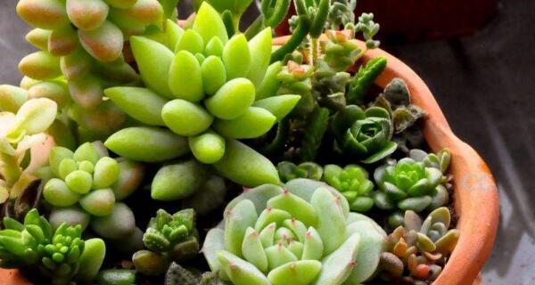 如何养殖厚脸皮？（从心态到行动，打造自信力量）