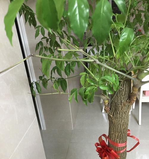 幸福树叶子掉落，如何拯救？（探讨叶子掉落原因与挽救方法）