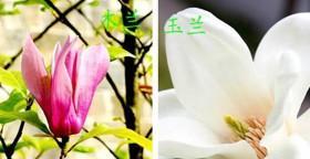 玉兰花养殖秘籍（如何打造一片玉兰花海？）