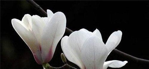 玉兰花养殖秘籍（如何打造一片玉兰花海？）
