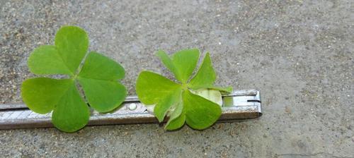 四叶草的爱情寓意（解读四叶草代表的爱情符号，让爱情更幸运）