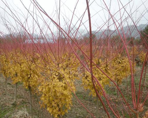 日本红枫树种植方法（从选种到养护一网打尽，让你的红枫树茁壮成长）