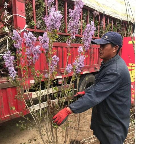 探秘紫丁香开花结果的奥秘（花语如诗意，如何观赏紫丁香的开花结果）