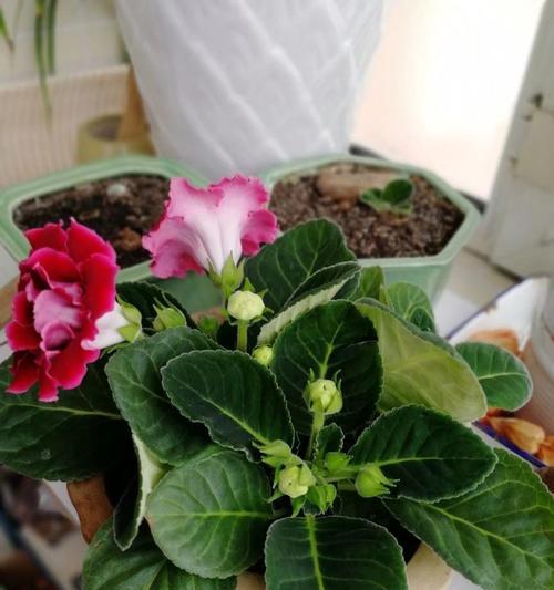 盆栽芙蓉花怎么养（教你打造窗前的美丽风景）