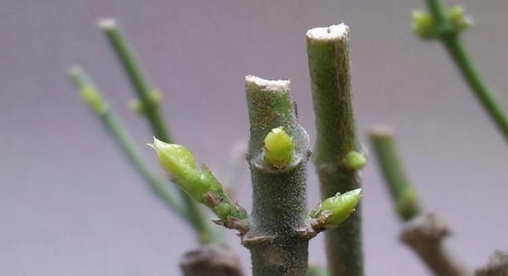 茶花养殖与修剪的详细指南（学会养护茶花，让它成为你家的美丽风景）