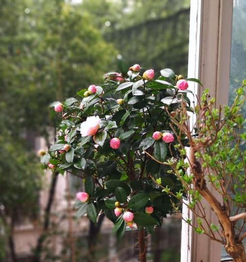 茶花养殖与修剪的详细指南（学会养护茶花，让它成为你家的美丽风景）