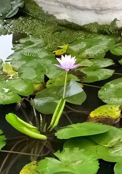 解读蓝莲花花语（探索蓝莲花的内涵与象征，了解蓝莲花的多种寓意）