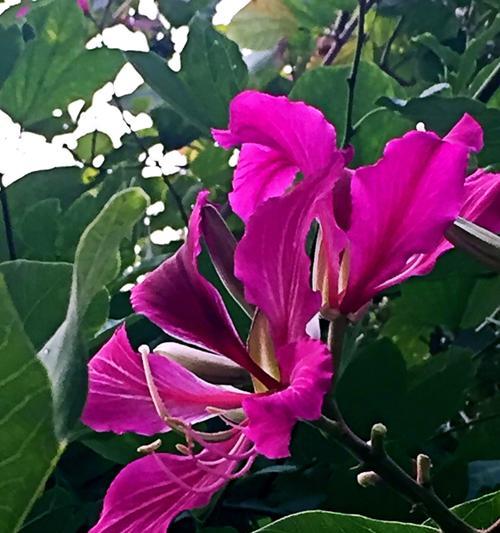 紫荆花花语及寓意（探秘紫荆花的含义和象征）