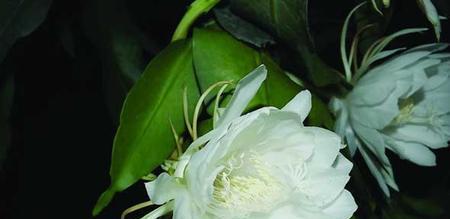 探究昙花花语及其寓意（了解昙花的内涵和象征意义）