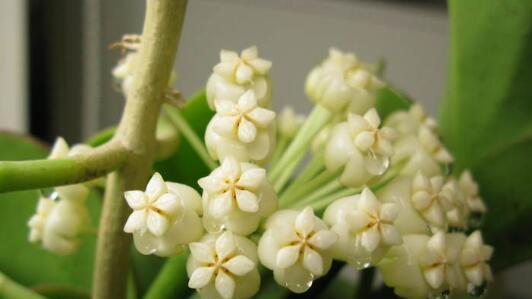 花开如意，寓意吉祥——解读球兰的花语（球兰花语的意义及文化内涵）
