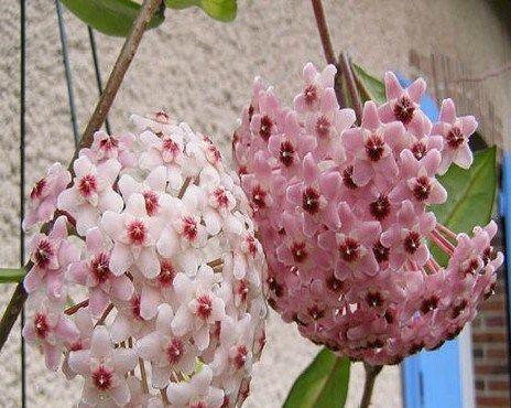 花开如意，寓意吉祥——解读球兰的花语（球兰花语的意义及文化内涵）