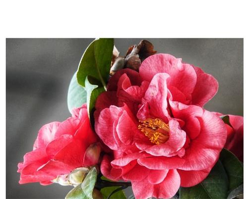 山茶花花语与送礼对象（传递情感的最佳选择）