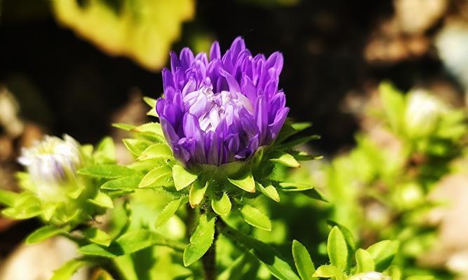 翠菊花语的含义（揭秘花语中的幸福密码）