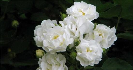 白蔷薇的花语和寓意（婚姻美满、纯洁高雅、青春永驻）