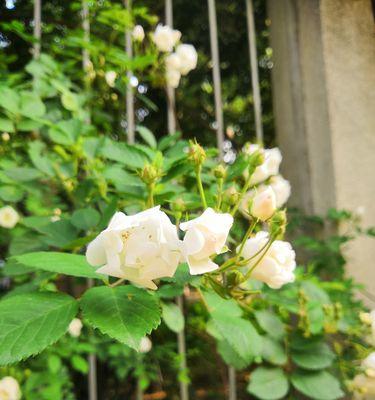 白蔷薇的花语和寓意（婚姻美满、纯洁高雅、青春永驻）