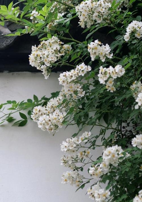 白蔷薇的花语和寓意（婚姻美满、纯洁高雅、青春永驻）