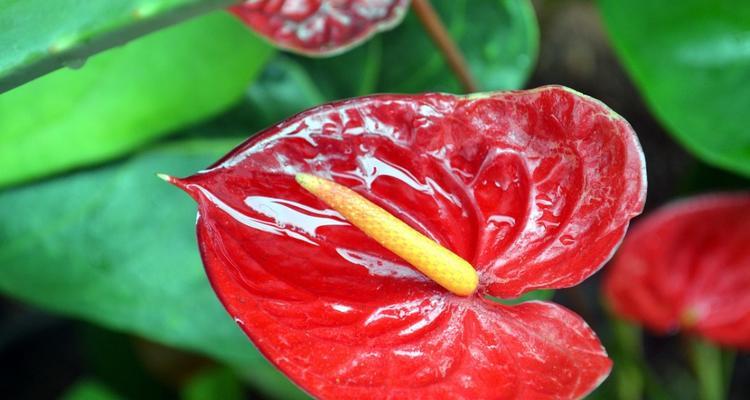 红掌花语及象征