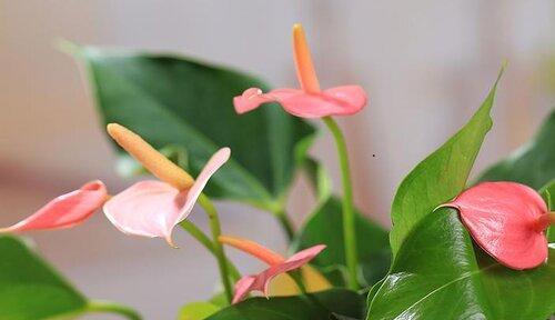 红掌花语及象征