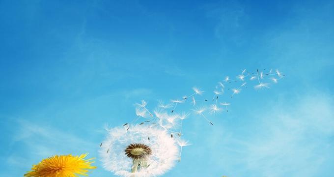 蒲公英的花语与寓意（从“自由、希望、爱情”三个方面解读蒲公英的象征意义）