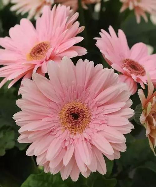 非洲菊的花语和寓意（探寻非洲菊的美好象征）