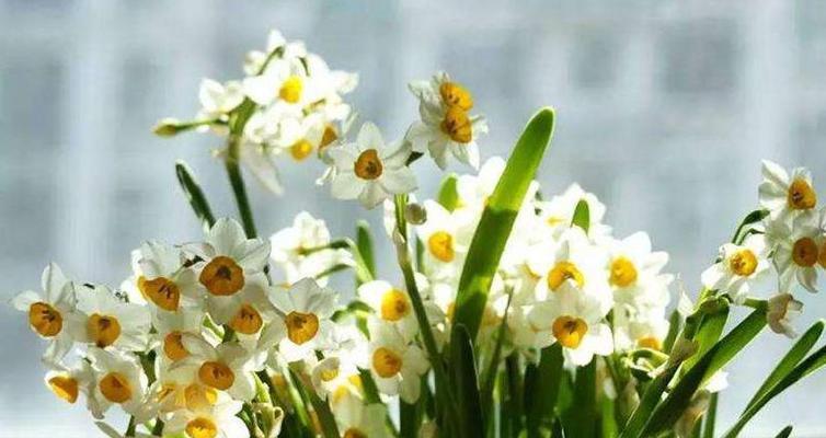 水仙花的美丽寓意（探秘水仙花的文化内涵）