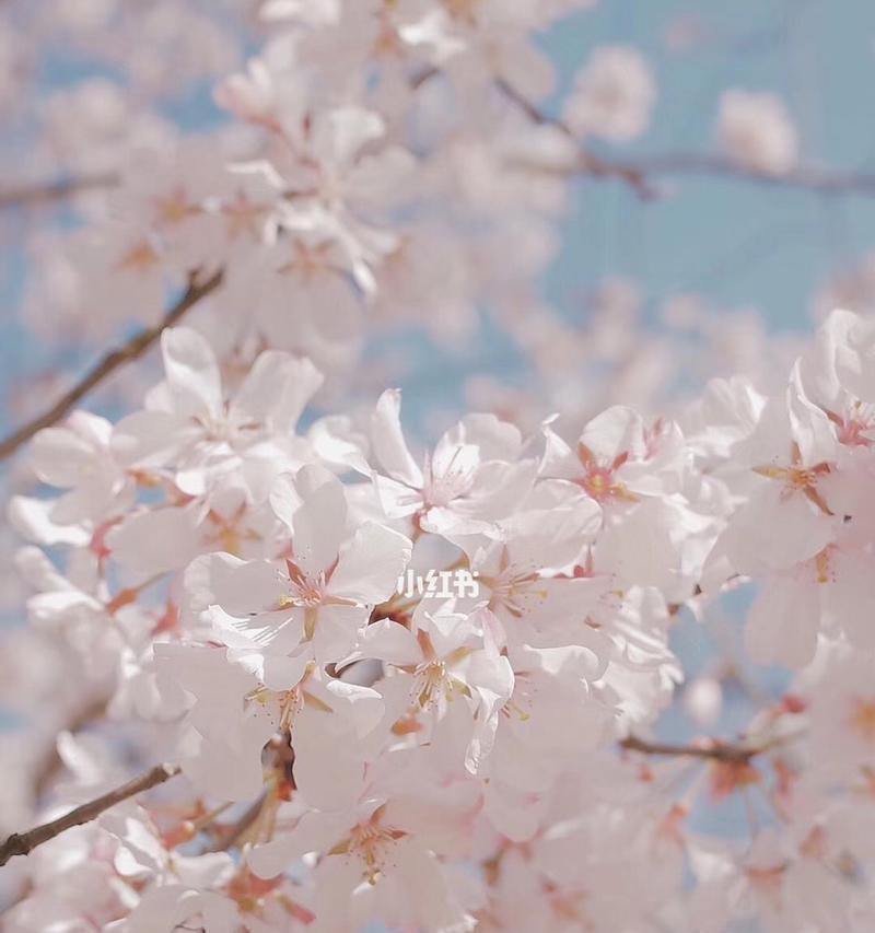 日本樱花的花语（探究日本樱花的文化象征与历史渊源）