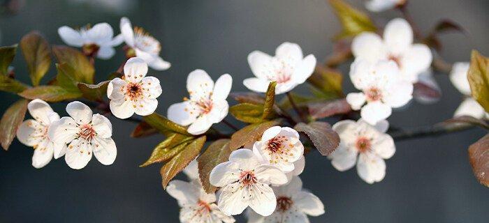 日本樱花的花语（探究日本樱花的文化象征与历史渊源）