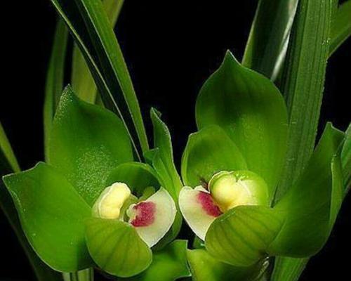 兰花——高贵、美丽的花语（探寻兰花的花语及文化内涵）
