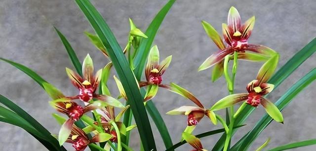 兰花——高贵、美丽的花语（探寻兰花的花语及文化内涵）