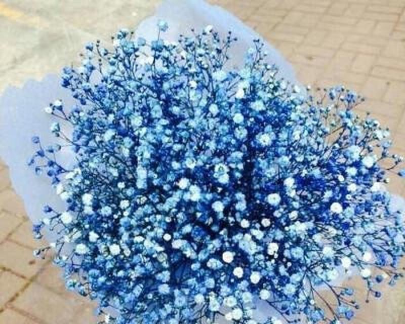 满天星的花语与寓意（探寻满天星背后的含义与象征）