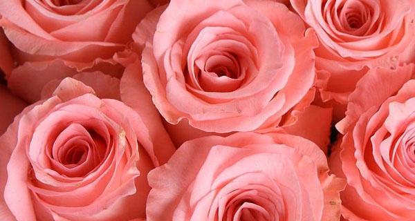 粉红色玫瑰花的代表意义（浪漫、爱情和感恩）
