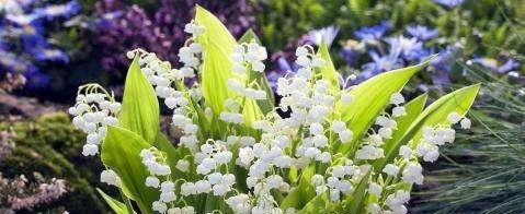风铃花——婆罗门神话中的神秘花语（风铃花的传说和花语含义）
