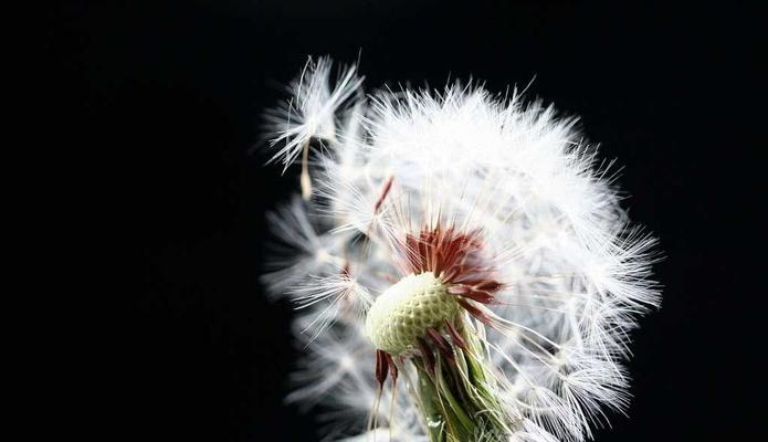 蒲公英的花语及象征意义（从飞舞的种子到希望的象征）