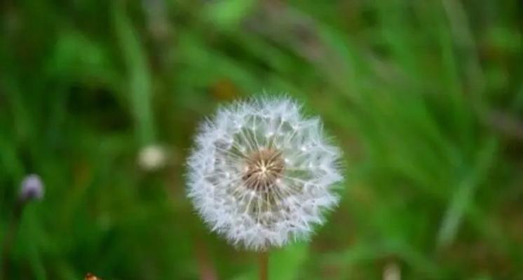 蒲公英的花语及象征意义（从飞舞的种子到希望的象征）