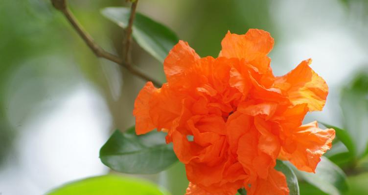 石榴花花语及寓意（丰收、美好和幸福）