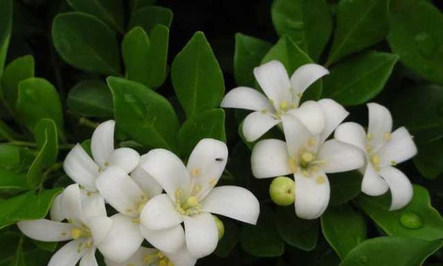 解析九里香花语（揭秘花语背后的深层含义）