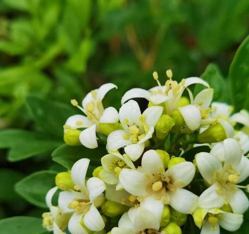 解析九里香花语（揭秘花语背后的深层含义）