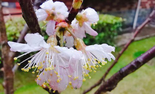 樱花的花语（探索樱花的花语，感受春天的美丽）