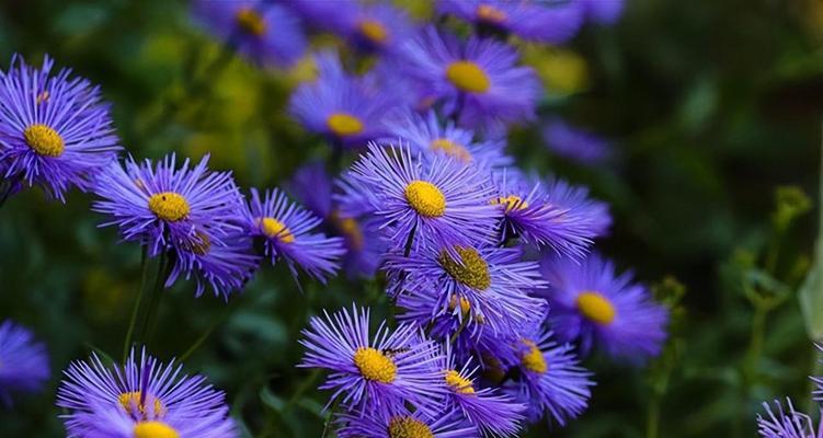花语中的浪漫——最浪漫的花语是什么（探寻花语背后的爱情密码）