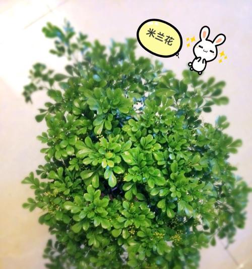 探寻米兰花的花语传说（传承千年的爱情象征与美丽寓意）