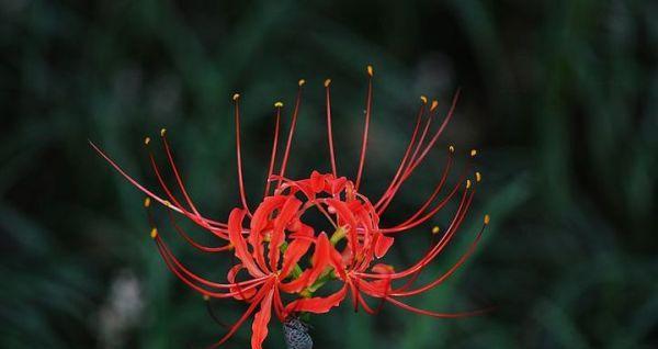 曼珠沙华的花语（解析这朵神秘花的含义）