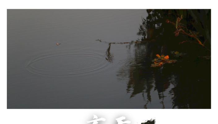 黄花槐的寓意与意义（探寻黄花槐的文化内涵）
