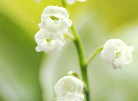 铃兰花语——传递爱与美的芬芳（铃兰的花语及象征意义）