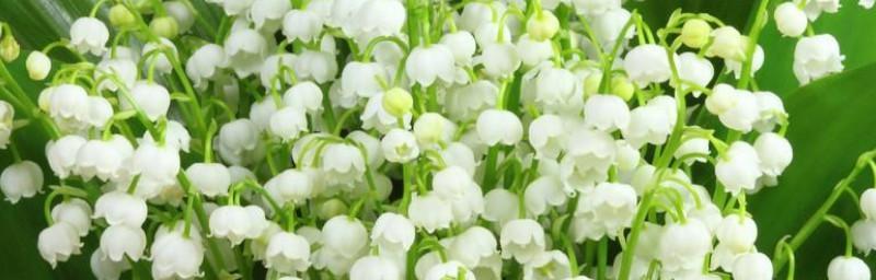 铃兰花语——传递爱与美的芬芳（铃兰的花语及象征意义）