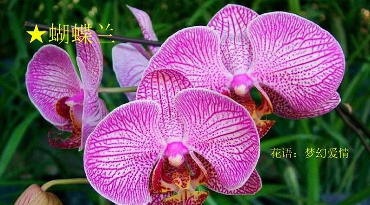 花语，带给你不同的情感体验（探寻世界各地花卉文化，领略花语之美）