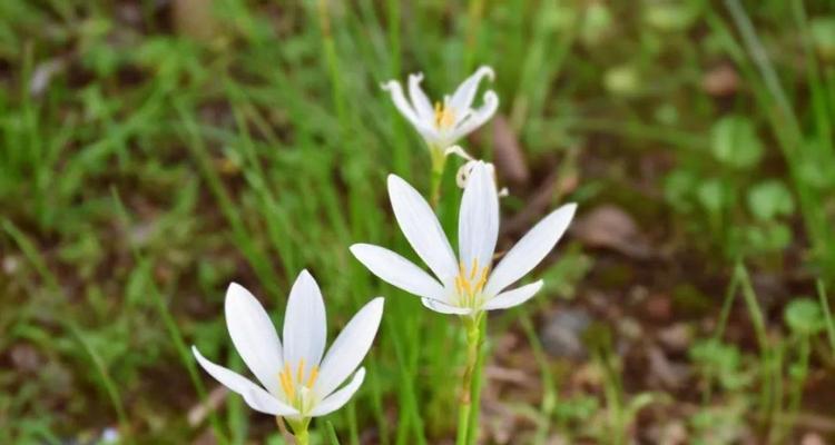 探秘葱兰花语（美丽的花言葱兰，背后的深层含义）