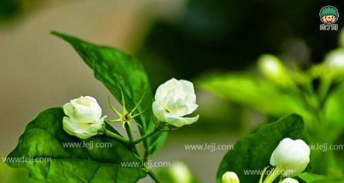 茉莉花的花语和寓意（探究茉莉花作为文化符号的象征意义）