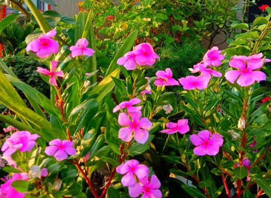 长春花花语（传递爱意的鲜花语言）