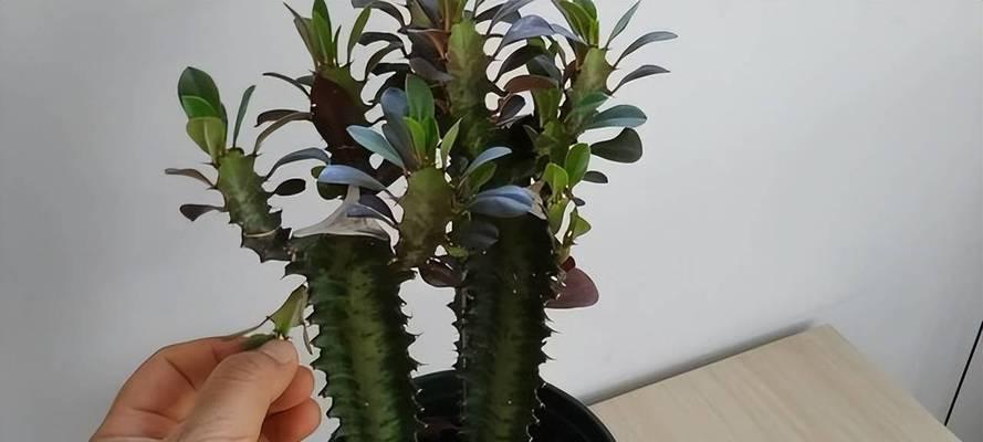 龙骨花修剪的技巧与注意事项（让你的龙骨花更加美丽与健康）